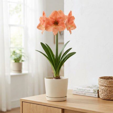 Amaryllis Desire