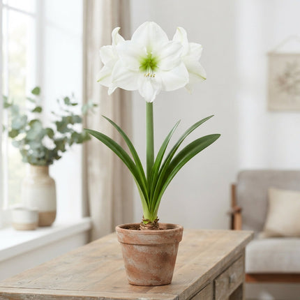 Amaryllis Casablanca