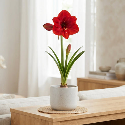 Amaryllis Ambiance