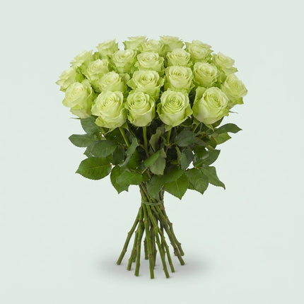 Rose - Rosa - Noëlle