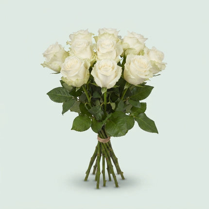Rose - Rosa - Noëlia