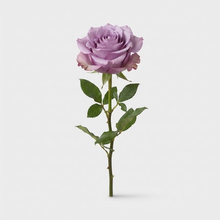 Rose Moody Blues