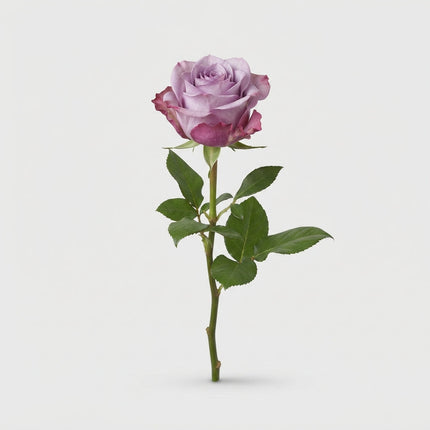 Rose Menta