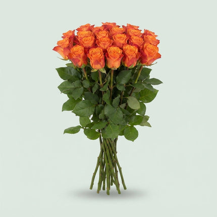 Rose - Rosa - Mariyo