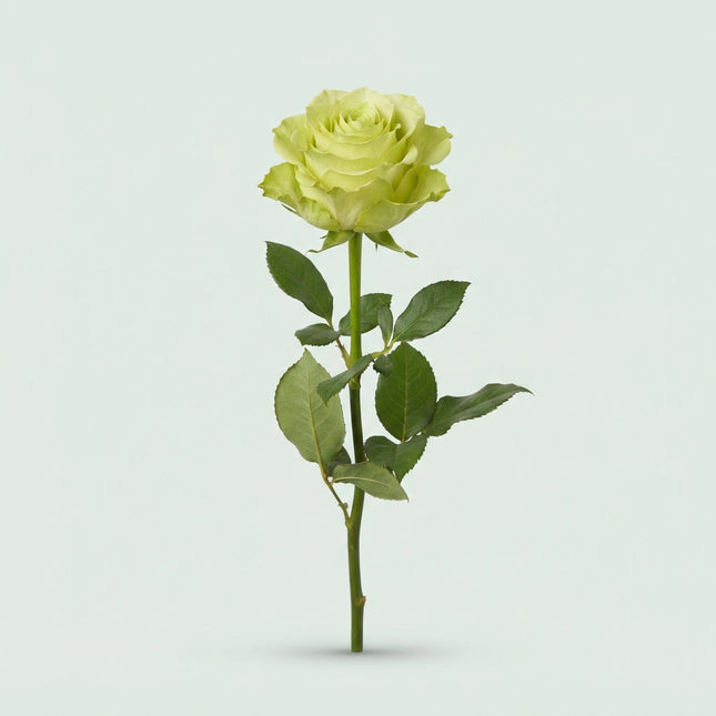 Rose Lemonade