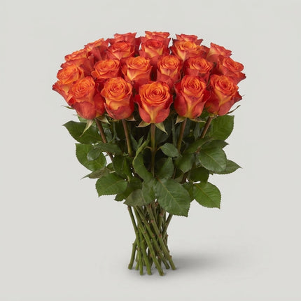 Rose - Rosa - High & Magic