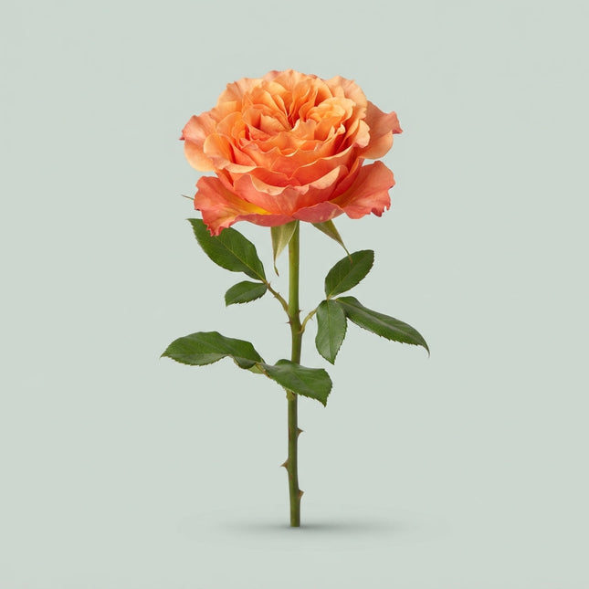 Rose Free Spirit