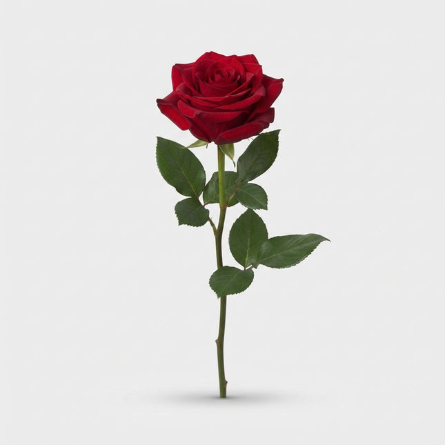 Rose Explorer
