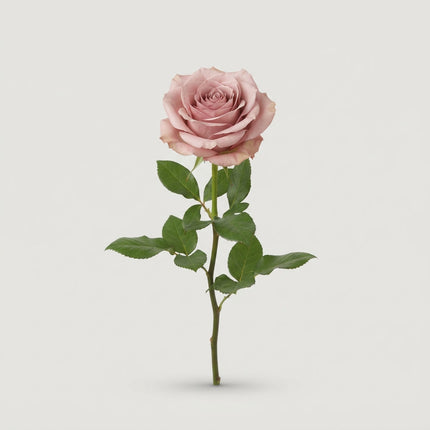 Rose - Rosa - Esperance