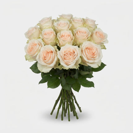 Rose - Dorchester+