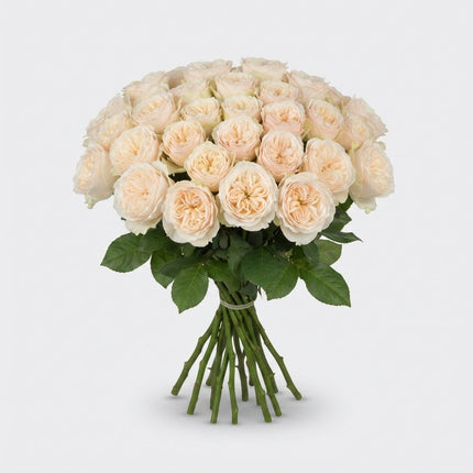 Rose - Rosa - Darlington