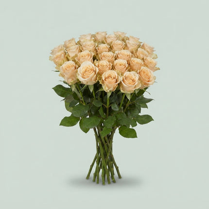 Rose - Rosa - Charmant
