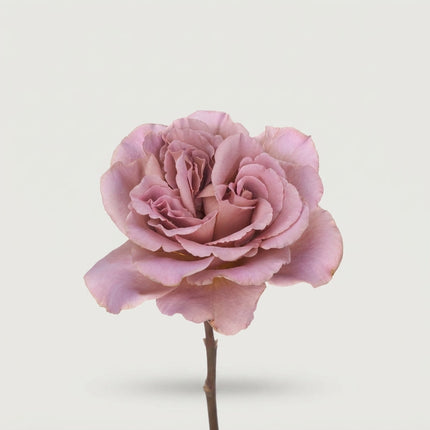 Rose - Rosa - Cafe Latte