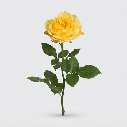 Rose - Rosa - Buttercup