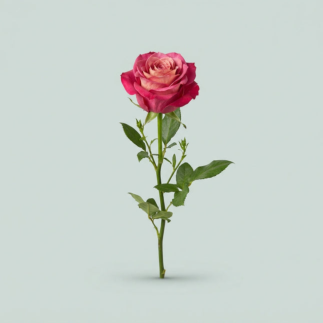 Rose Be Sweet (25 Stems)