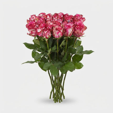 Rose - Rosa - Barracuda