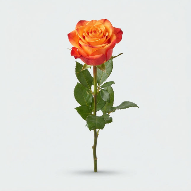 Rose Atomic (20 Stems)