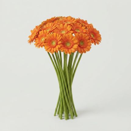 Gerbera - Gerbera - Eureka