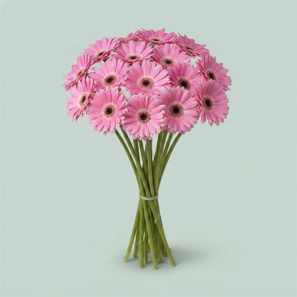 Gerbera - Gerbera - Dreamer