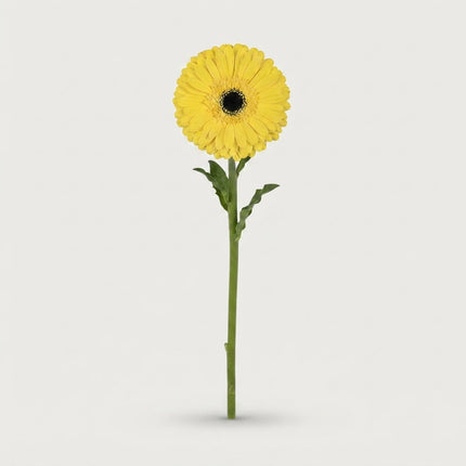 Gerbera - Gerbera - Don Leo