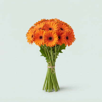 Gerbera - Gerbera - Atlanta