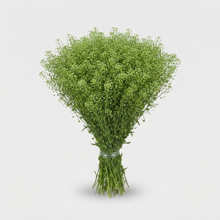 Lepidium Green Bell Thlaspi