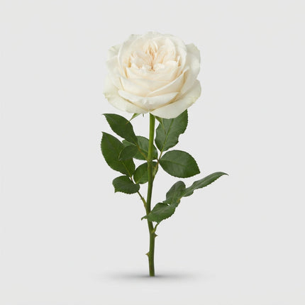 Garden Rose - Rosa - White O'Hara