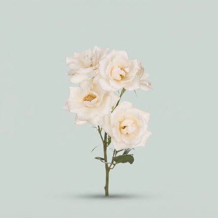 Spray Rose - Rosa - Haley