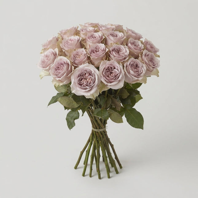 Rose Notre Dame+