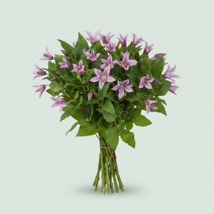 Blue Clematis ‘Star River’ Cut Flowers – 60cm Stems