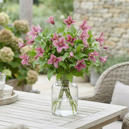 Pink Clematis ‘Amazing Kyiv’ Cut Flowers – 60cm Stems