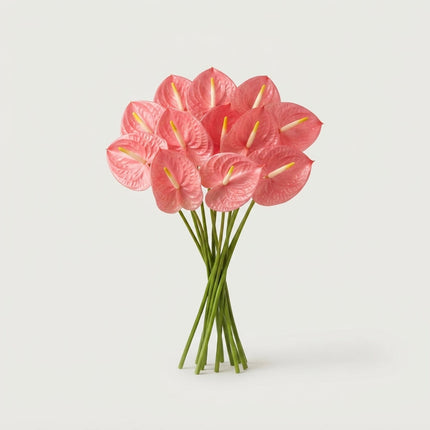 Anthurium Maine