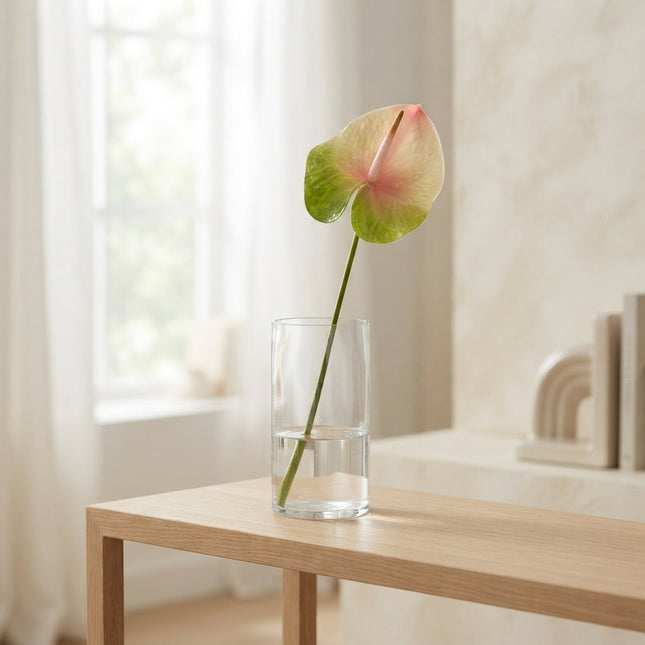 Anthurium Lucardi