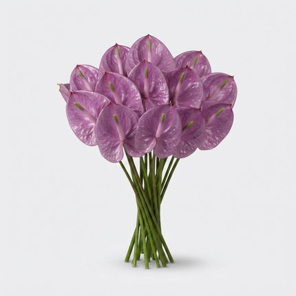Purple Anthurium ‘Anthisiwa’ Cut Flowers – 35cm Stems