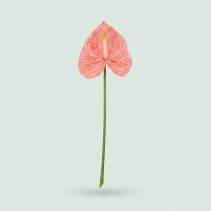 Pink Anthurium Antandra Cut Flowers – 55cm Stems