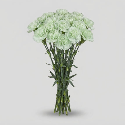 Carnation - Dianthus - Prado Mint