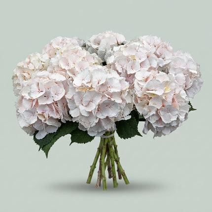 Hydrangea - Witte Verena