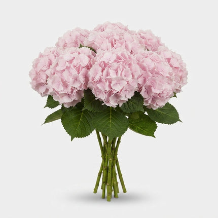 Hydrangea - Hydrangea - Verena