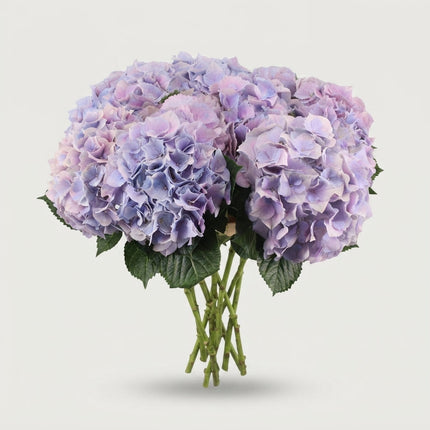 Hydrangea - Hbaroyben