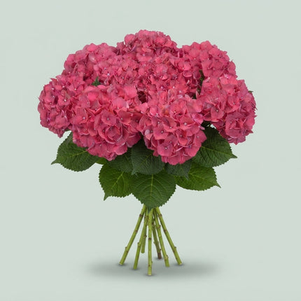 Hydrangea - Alpenglhen