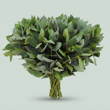 Eucalyptus - Eucalyptus - Robusta Juveniel