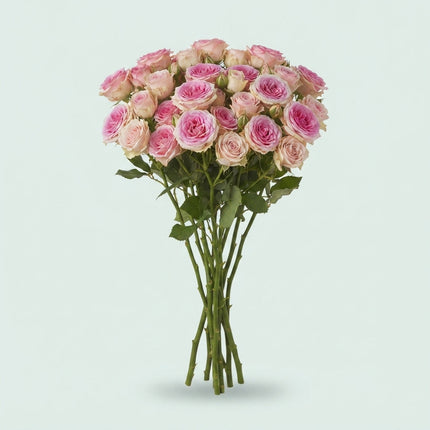 Spray Rose - Rosa - Mimi Eden