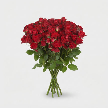 Spray Rose - Rosa - Dominica