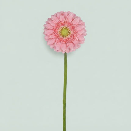 Pink Germini ‘Juna’ Cut Flowers – 40cm Stems