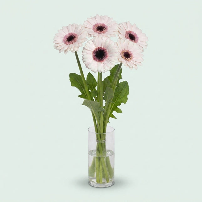 Germini Abby Lou (20 Stems)
