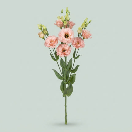 Lisianthus Alissa Peach