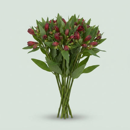 Alstroemeria Rumba
