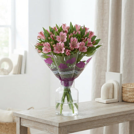 Alstroemeria Panorama