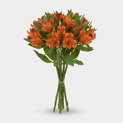 Alstroemeria Hiphop