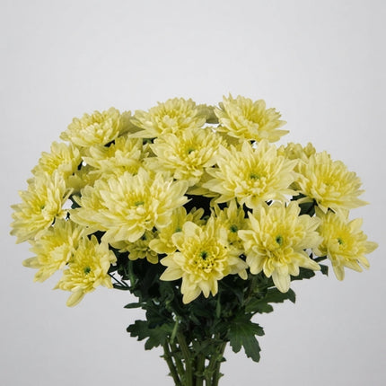 Spray Chrysanthemum - Chrysanthemum - Baltica Cream